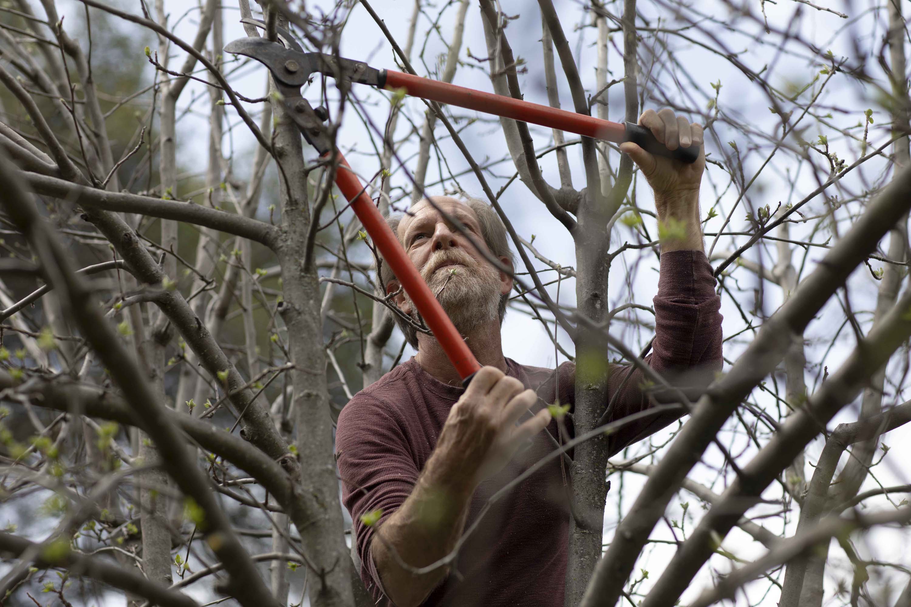 Alan Haight, 62, prunes apple trees at Riverhill Farm in Nevada City.